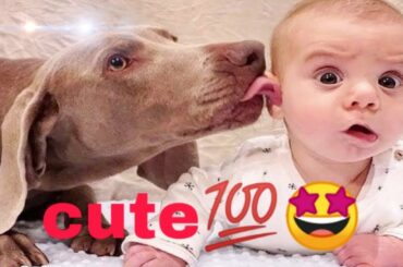 Cute dogs cuddling and playing with babies Dog & baby compilation YouTube