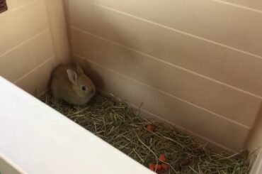 Cute rabbit