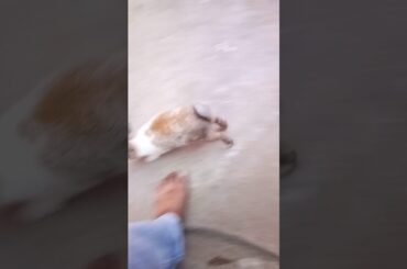 Cute rabbits