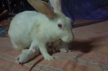 My cute rabbit
