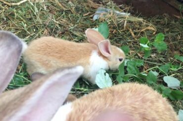 Found this cute rabbits while my travelling