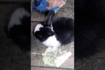 #Cute#Rabbit