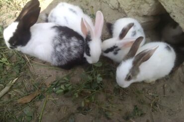 how to feed baby rabbits in urdu hindi By Munda Saraiki