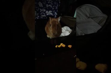 My pet bunny