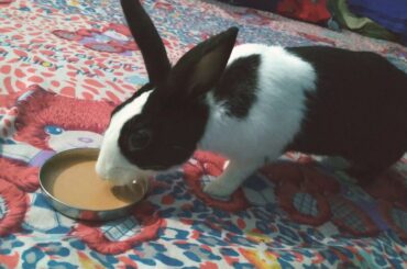 Cute Bunny | Feeling Happy | Taking Tea