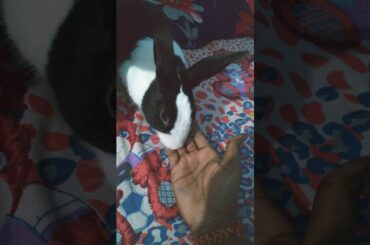 Cute Bunny | Feeling Love || They Can't Talk |