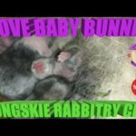 I Love Baby Bunnies - August 1, 2019 Day 5 Bongskie Rabbitry Cebu