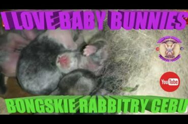 I Love Baby Bunnies - August 1, 2019 Day 5 Bongskie Rabbitry Cebu