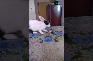 Cute bunny