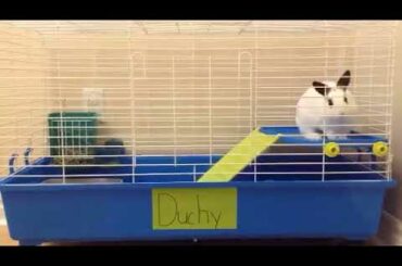 Cute Bunny Dutch!