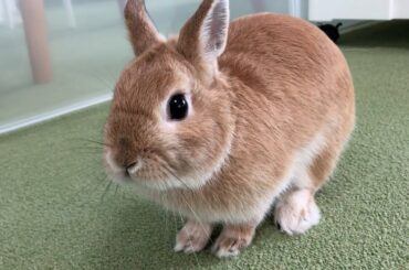 ◾️Walk in the house  [cute rabbit #1]