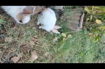 My cut baby Rabbit #petlover