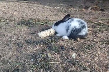 Funny Rabbit Videos - Baby Rabbit Eat Corn, broken teeth - DNP 123456
