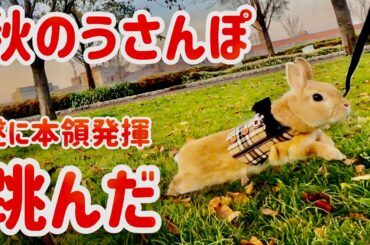 【うさぎ】遂に跳んだ！秋のうさんぽ後編【かわいい】Cute rabbit jumped finally #43