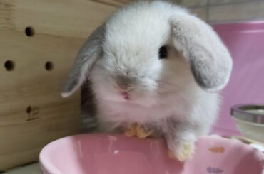 아기토끼를 데려왔습니다.