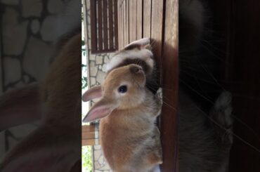 Baby rabbit cute