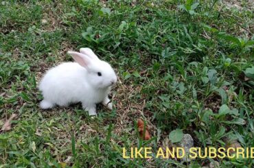 Baby rabbit alone in the grass for the first time,