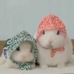 Very Cute Rabbits