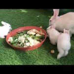 Small Cute Rabbit