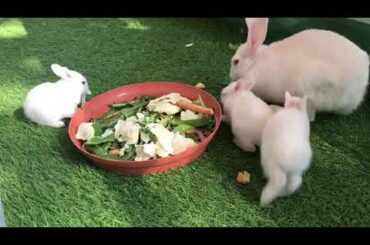 Small Cute Rabbit
