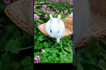 So cute rabbit 😘😇