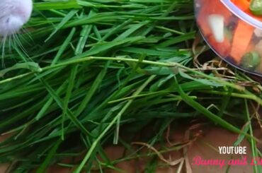 #pets #rabbits #bunnies #animals #cute #love Bunny and Lilly eating fresh grass