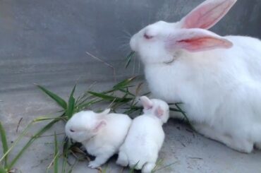 3 BABY RABBIT AND MOTHER EATING LUNCH