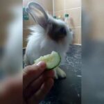 CUTE bunny video🐰 /eny_tom_kralicisvet