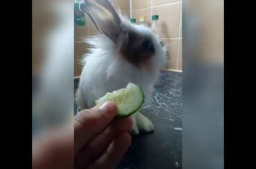CUTE bunny video🐰 /eny_tom_kralicisvet