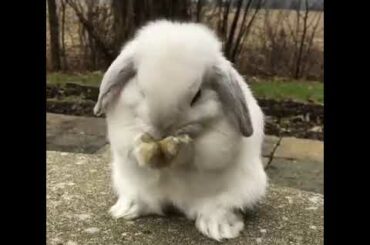 This Baby Rabbit Is So Cute