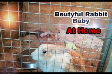 Rabbit giving birth to one baby at home || 🐰🐇🐇