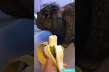 Cute little bunny story🐰