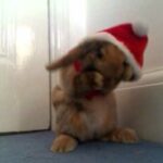 Cute Rabbit in Santa Suit