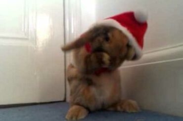 Cute Rabbit in Santa Suit