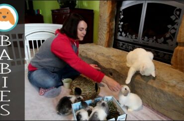 Bunny Update - 6 1/2 Week Old Holland Lop Babies