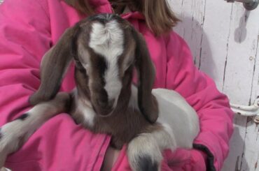 Cute Baby Goats, Cute New Bunnies...It's An Update Full of Cuteness!