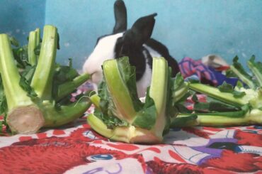 Cute Rabbit || Eating Cauliflower || Morning Fast