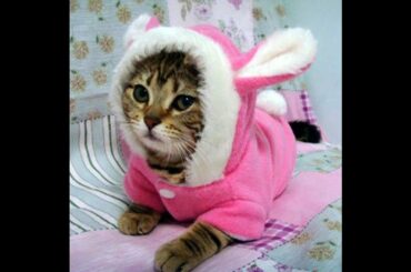 Funny Lovely Sweet Cute Bunny Cat / Смешная Прекрасная Сладкая Милая Кошка Кролик