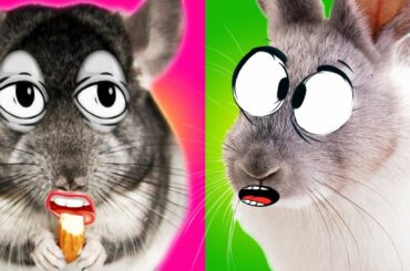 Cutest Baby Animals Videos Compilation. Pets show funny Moments of the Animals - Animals #1