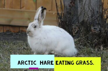 Cute Jack Rabbit Babies