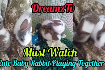 Baby Rabbit | Playing Together | Lot Of Fun | So Cute Moments | Must Watch