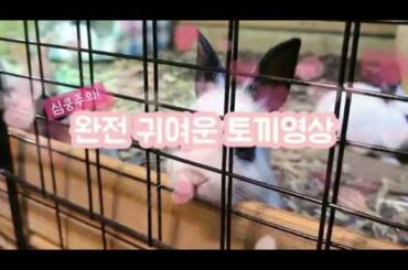 토끼와 거북이 귀여움 터지는 영상 Rabbit & Turtle cute video