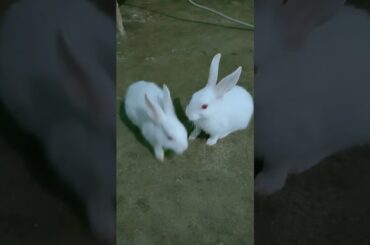 Cute bunny