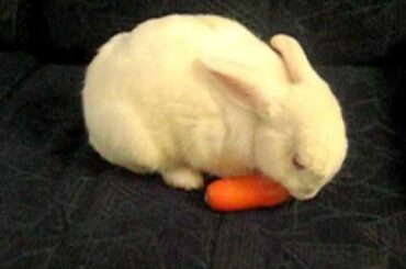 White rabbit eating carrot