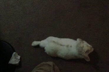 Cute Bunny Named Butter Stotch