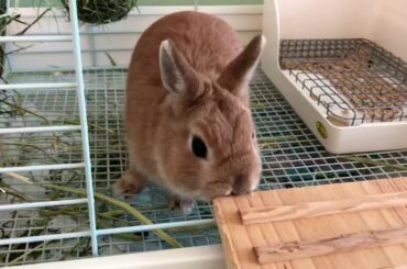 ◾️Rabbits are really healing [Cute rabbit #2]