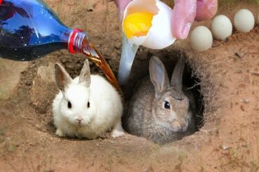 The First Technology: Coca Cola Vs Eggs Catch Rabbits in Hole: (Cambo Update HD)