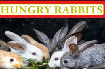 #rabbit Young life - Baby rabbits and their mom (Bushnell Nature View)