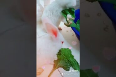 Funny and cute rabbits eating vegies..