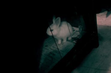 Beautiful Rabbit Kids  cute baby | Roxer Gaming